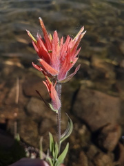 Castilleja miniata