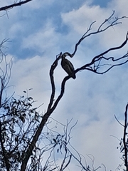 Egretta novaehollandiae