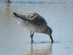 Calidris canutus