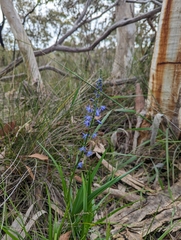 Caesia calliantha