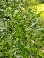 Crescentia alata