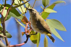Acanthiza chrysorrhoa