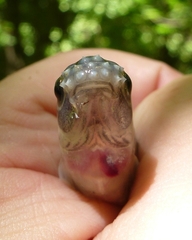 Pimephales notatus