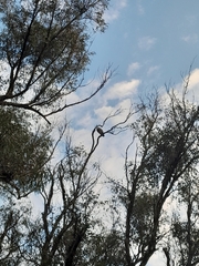 Egretta novaehollandiae