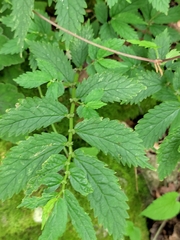 Elatostema