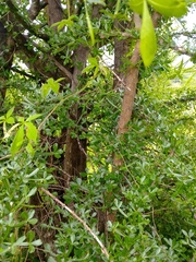 Crescentia alata