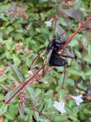Xylocopa tranquebarorum