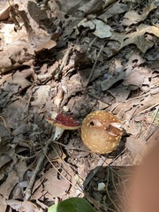 Amanita muscaria flavivolvata