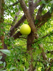 Crescentia alata