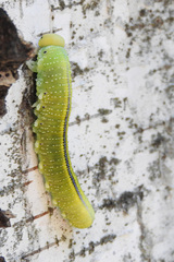 Cimbex femoratus