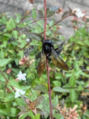 Xylocopa tranquebarorum