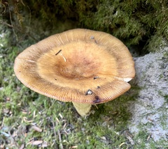 Russula fragrantissima