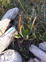 Plantago subnuda