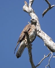 Erythrotriorchis radiatus