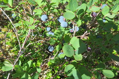Vaccinium uliginosum