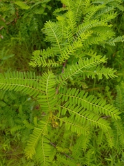 Diphysa microphylla