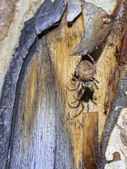 Larinioides cornutus