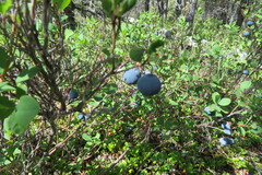 Vaccinium uliginosum