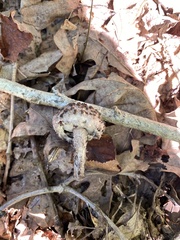 Strobilomyces strobilaceus