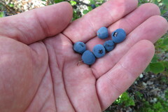 Vaccinium uliginosum