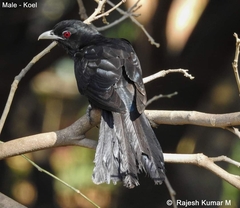 Eudynamys scolopaceus