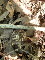 Strobilomyces strobilaceus