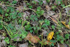 Potentilla stolonifera