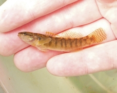 Etheostoma flabellare