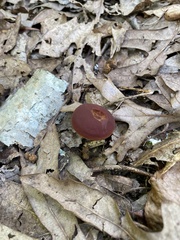 Suillus