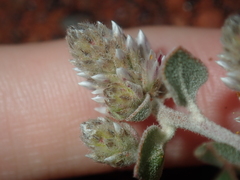 Ptilotus