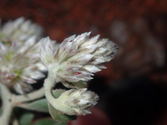 Ptilotus