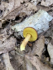 Suillus