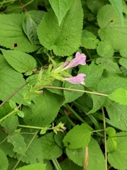 Meehania urticifolia