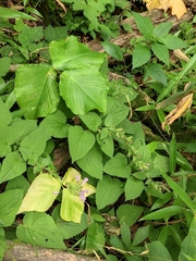 Meehania urticifolia