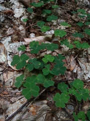 Oxalis acetosella