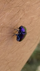 Cryptocephalus