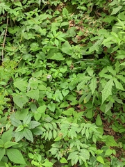 Meehania urticifolia