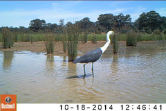 Ardea pacifica