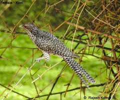 Eudynamys scolopaceus