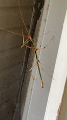 Megaphasma denticrus