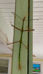 Megaphasma denticrus