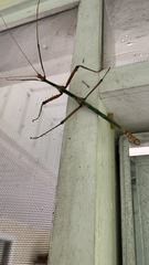 Megaphasma denticrus