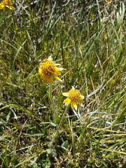Arnica mollis