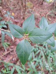 Rhododendron breviperulatum