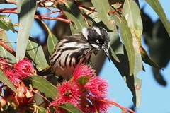 Phylidonyris novaehollandiae