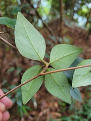 Rhododendron breviperulatum