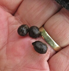 Cephalophorus natalensis natalensis