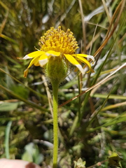 Arnica mollis