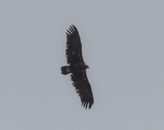 Aegypius monachus