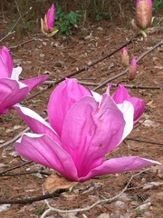 Magnolia × soulangeana